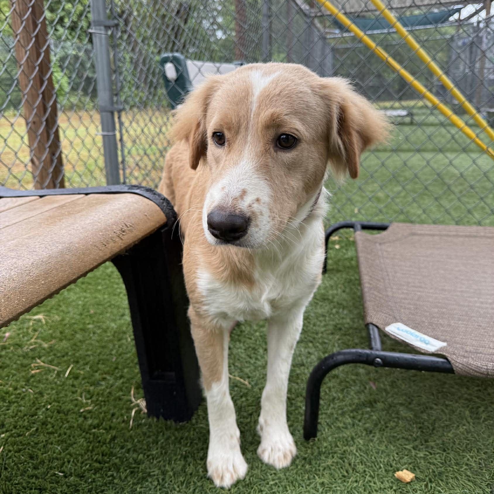 Enlarge Ali, a ADOPTABLE mixed breed in Wando, SC image 3/5