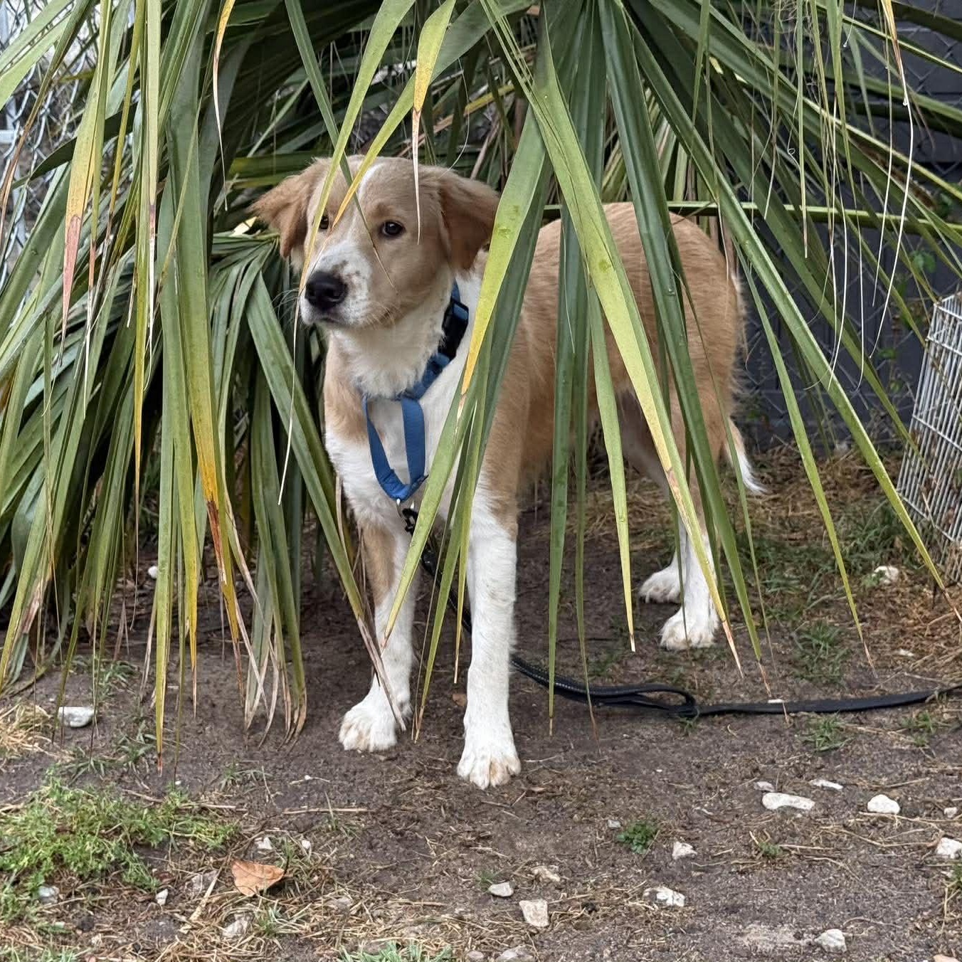 Enlarge Ali, a ADOPTABLE mixed breed in Wando, SC image 5/5
