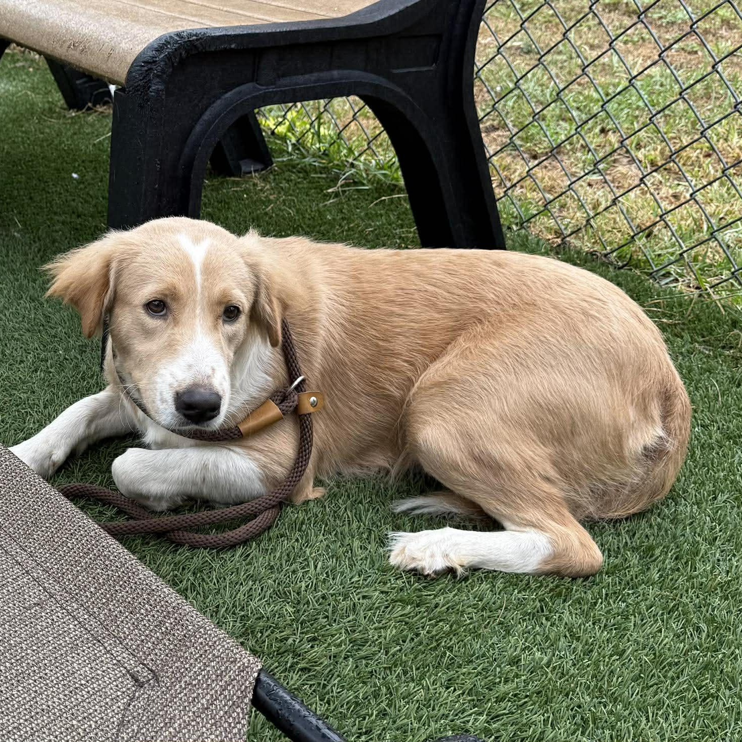 Enlarge Ali, a ADOPTABLE mixed breed in Wando, SC image 4/5