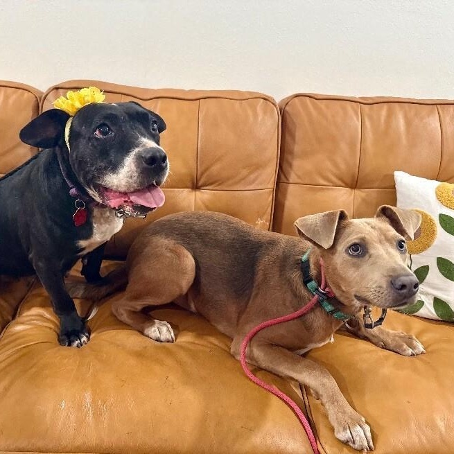 Chloe Francine the snack loving cuddle bug old lady! — thumbnail 4