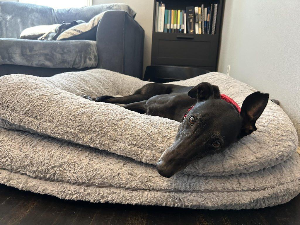 Enlarge Mary, a ADOPTABLE Greyhound in Coon Rapids, MN image 1/1