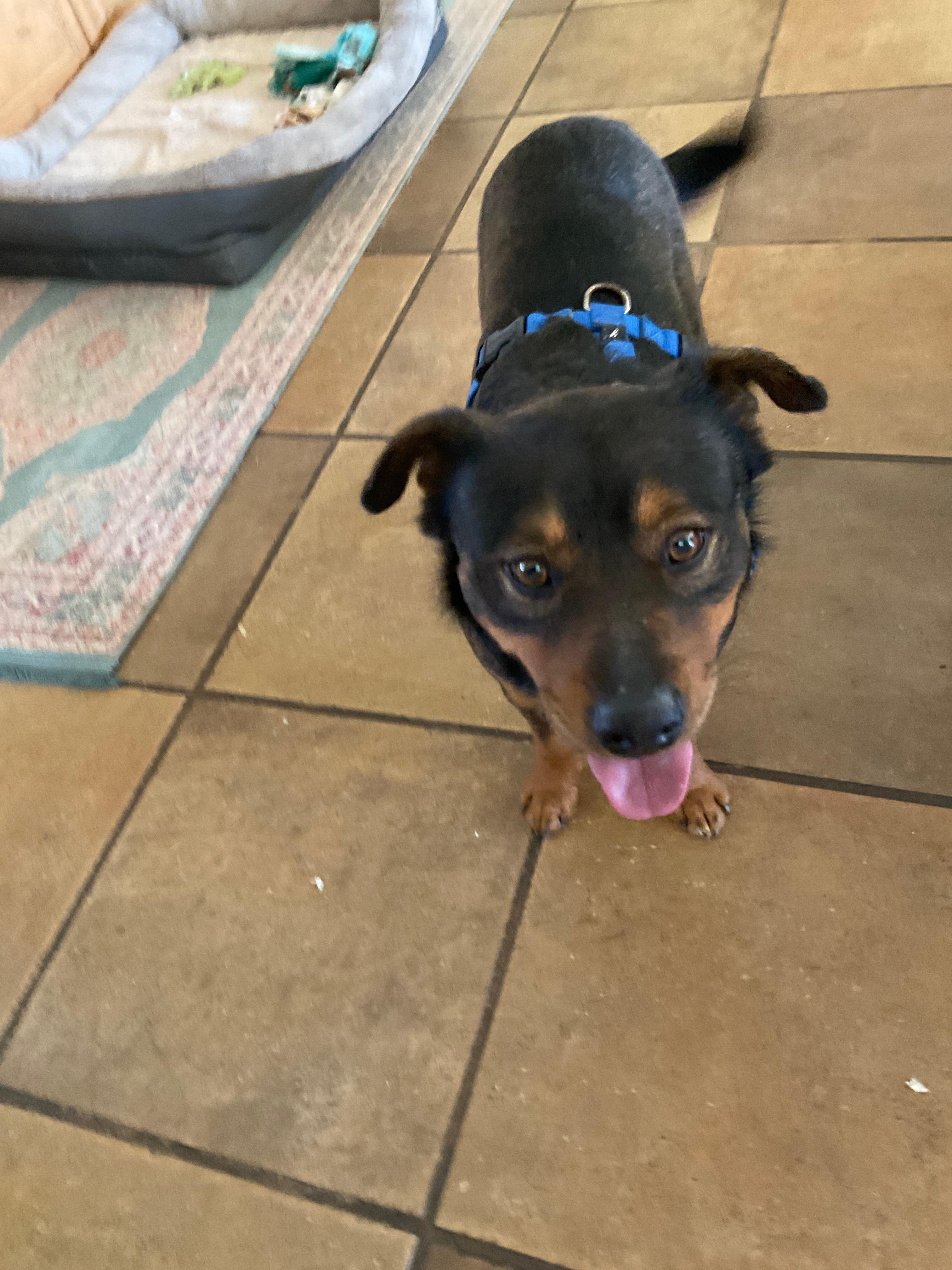 Enlarge Toblerone "Toby", a ADOPTABLE mixed breed in San Diego, CA image 2/3