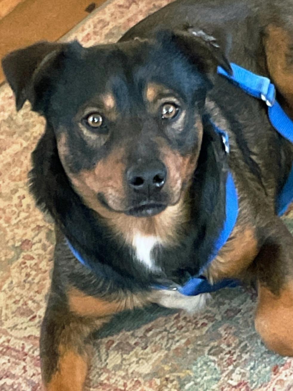 Enlarge Toblerone "Toby", a ADOPTABLE mixed breed in San Diego, CA image 3/3