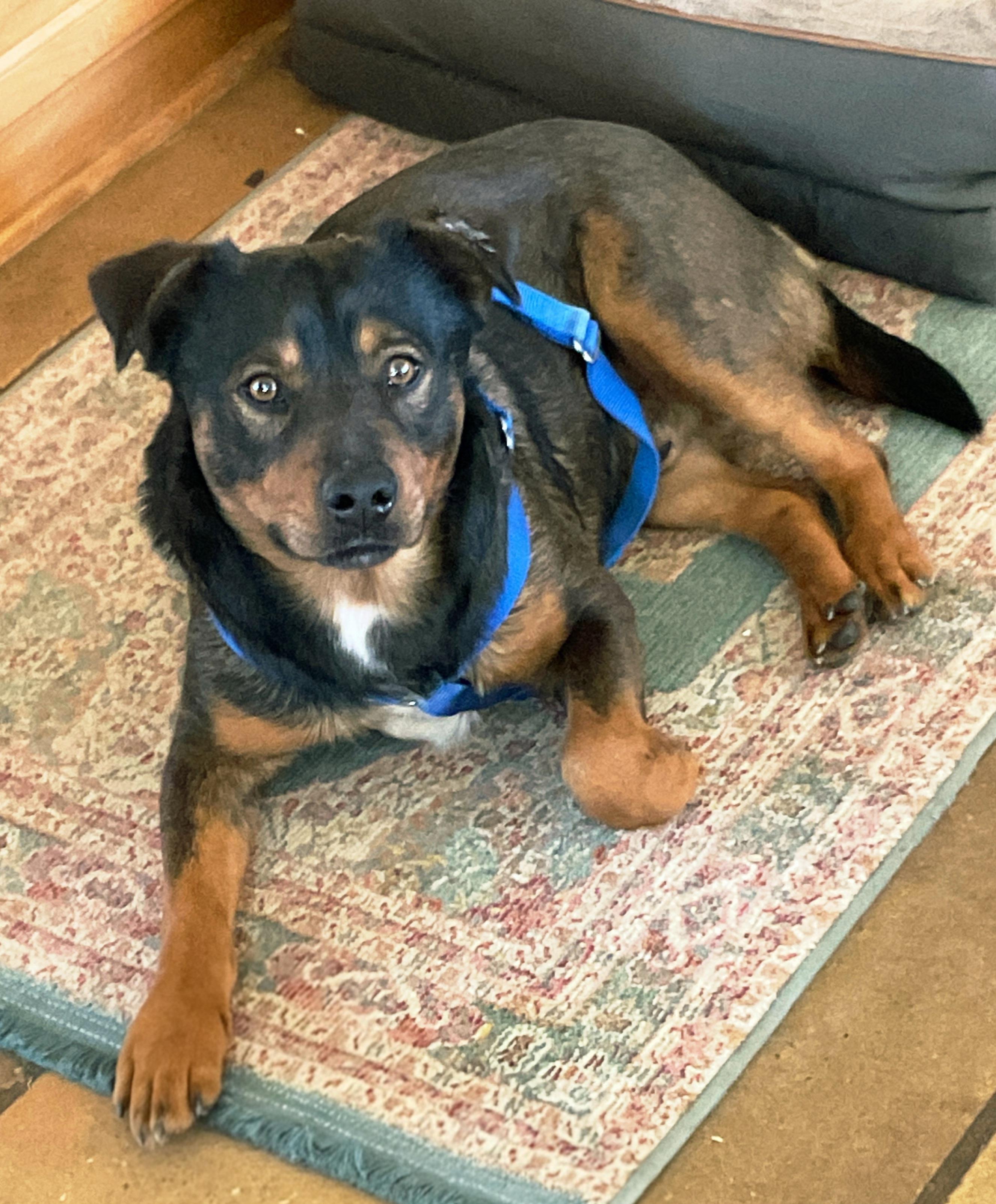 Enlarge Toblerone "Toby", a ADOPTABLE mixed breed in San Diego, CA image 1/3