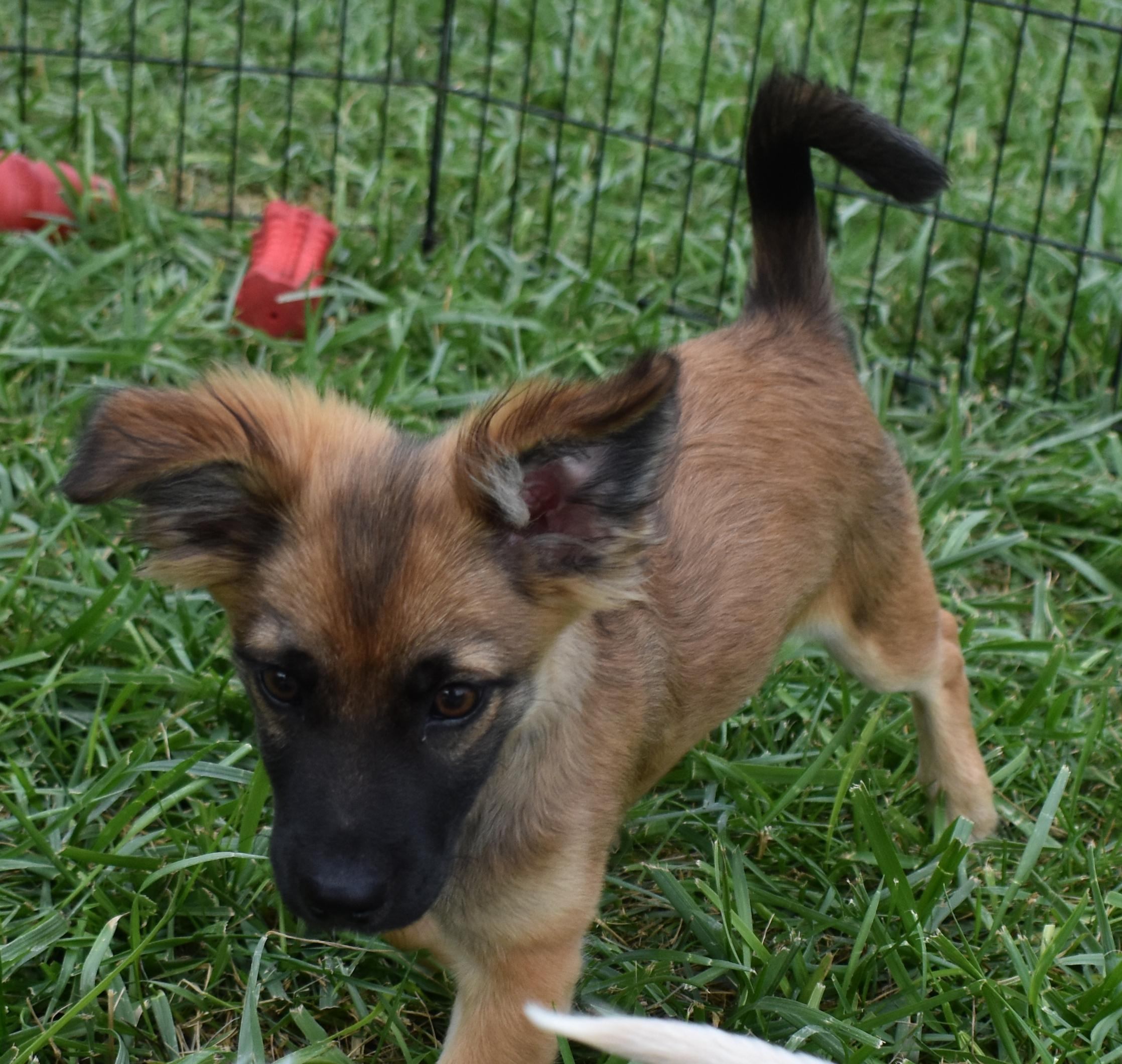 Brook Trout, Adopted, Young Female Chiweenie & Pomeranian.
