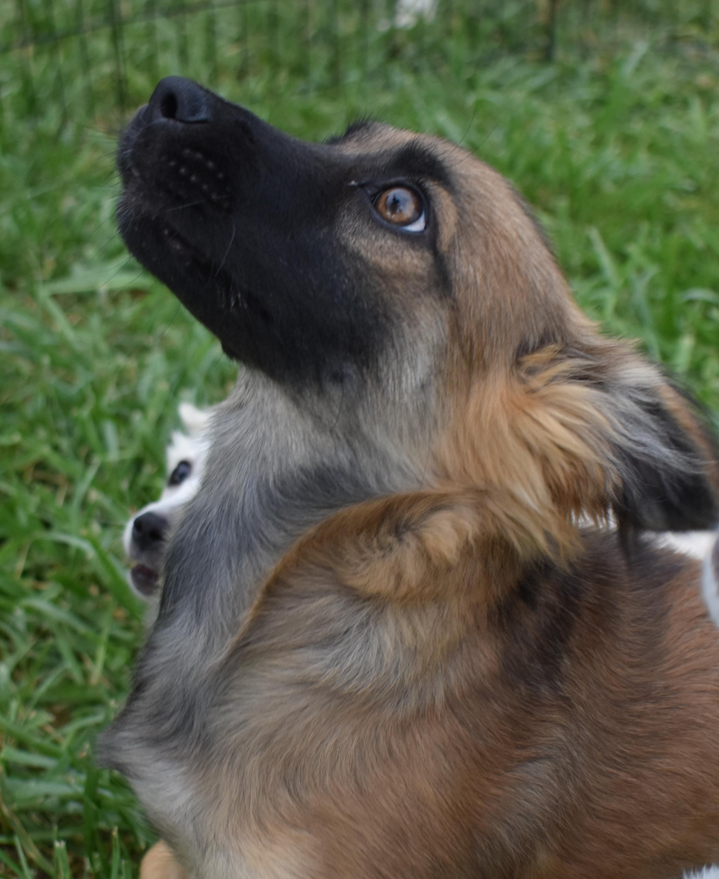 Brook Trout, a Adopted mixed breed in Pasco, WA image 4/4