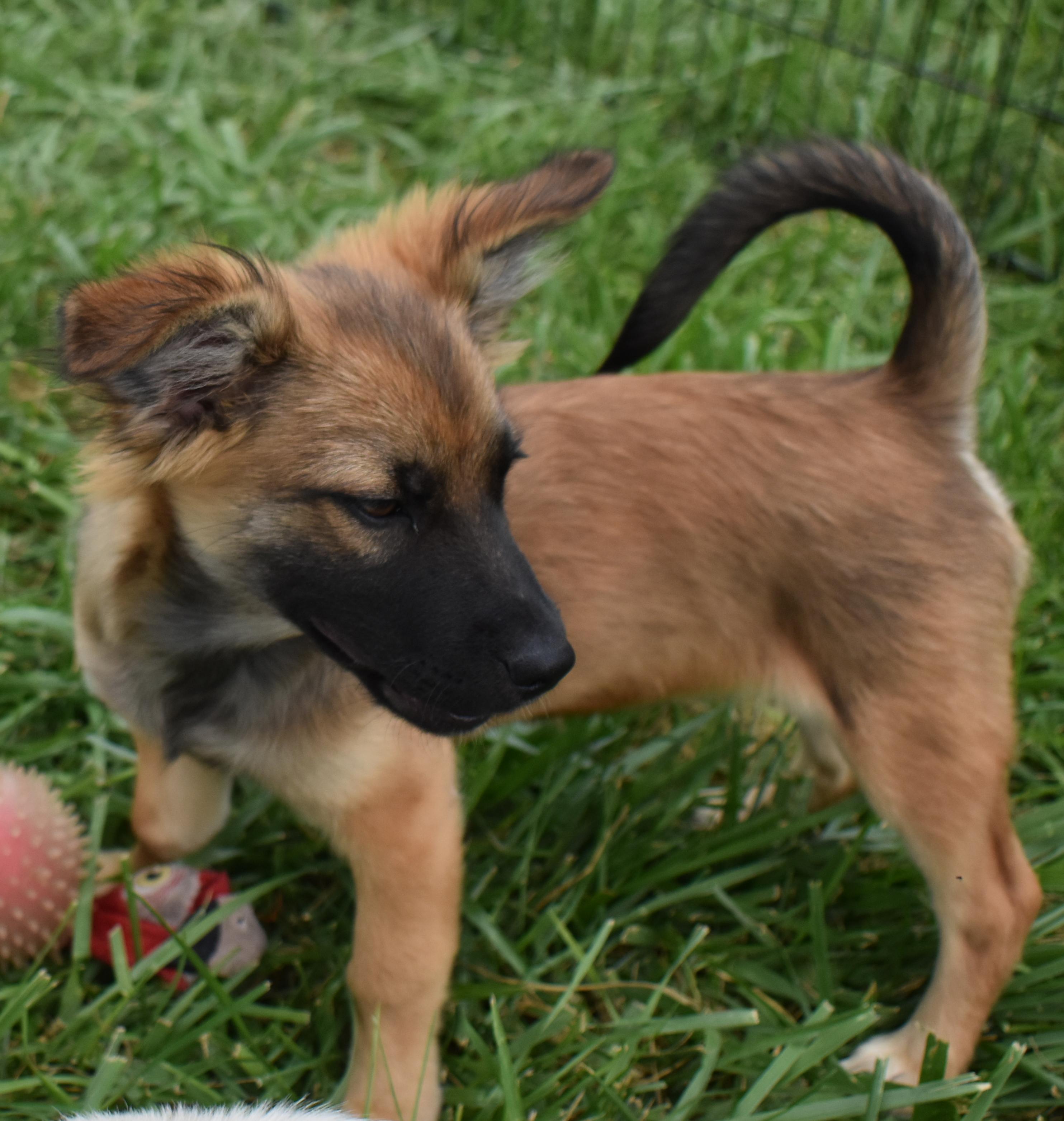 Brook Trout, a Adopted mixed breed in Pasco, WA image 2/4