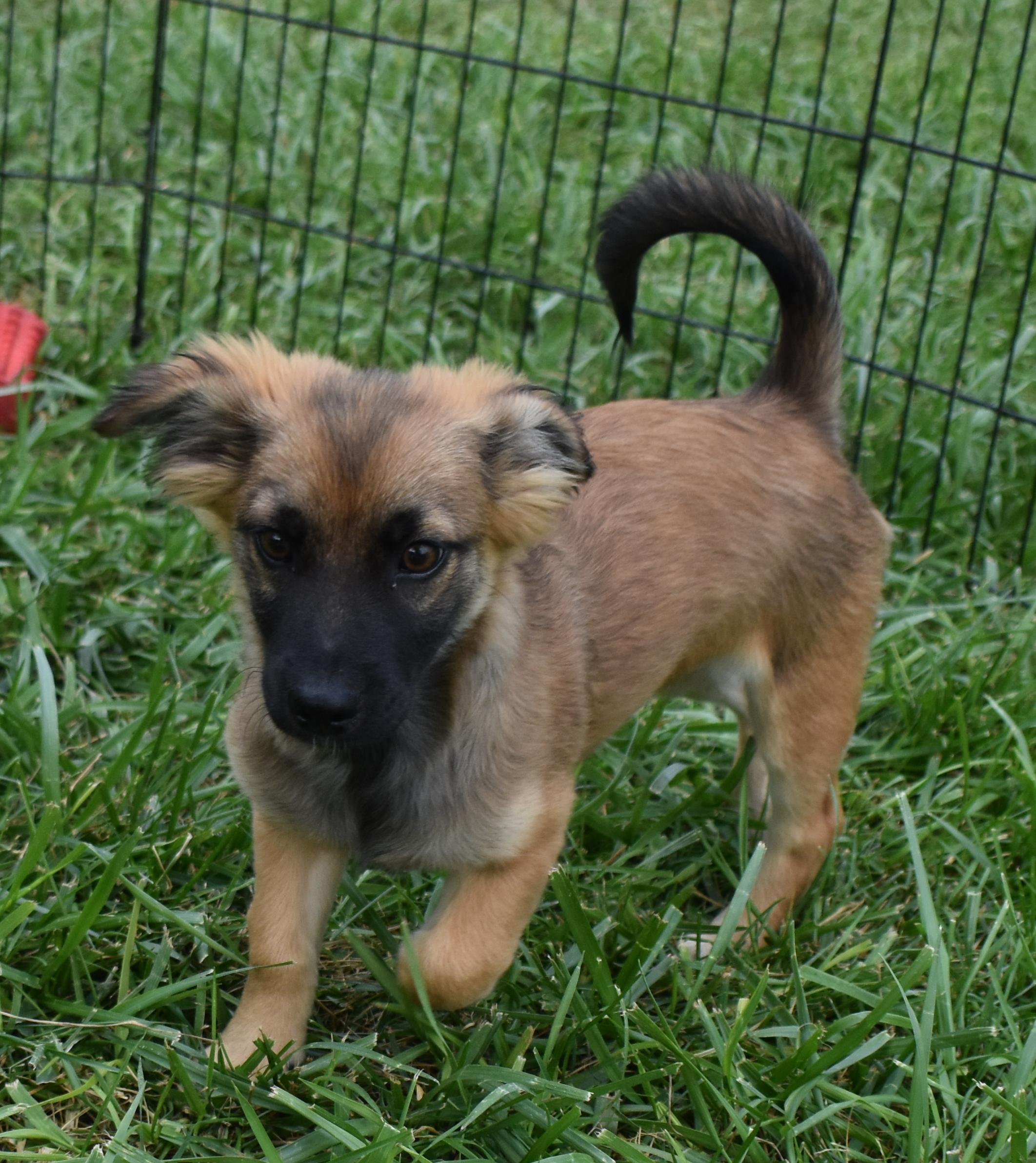 Brook Trout, a Adopted mixed breed in Pasco, WA image 3/4