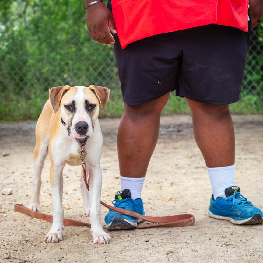 Corvette, Adoptable, Young Male Catahoula Leopard Dog & Black Mouth Cur.