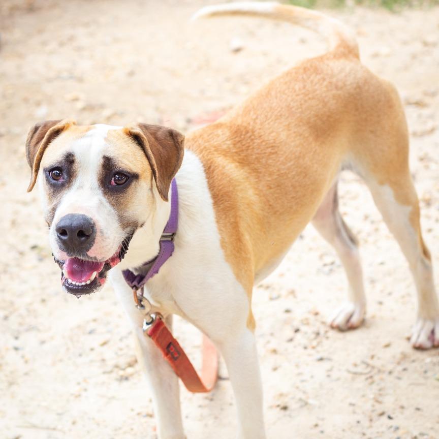 Corvette, a Adoptable mixed breed in Hattiesburg, MS image 3/4