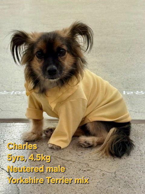 CHARLES, Adoptable, Adult Male Yorkshire Terrier & Dachshund.