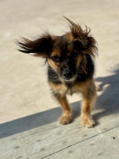 Enlarge CHARLES, a Adoptable mixed breed in Agoura Hills, CA image 2/3