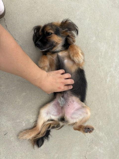 Enlarge CHARLES, a Adoptable mixed breed in Agoura Hills, CA image 3/3