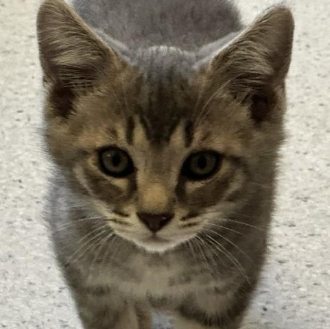 Enlarge Frost - Handsome Little Kitten, a ADOPTABLE Tabby in Hoquiam, WA image 3/6