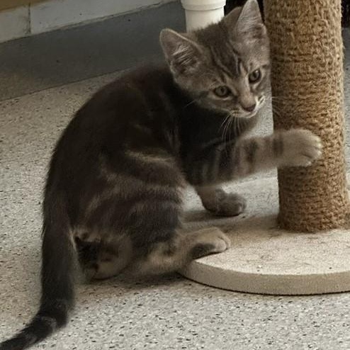 Enlarge Frost - Handsome Little Kitten, a ADOPTABLE Tabby in Hoquiam, WA image 4/6