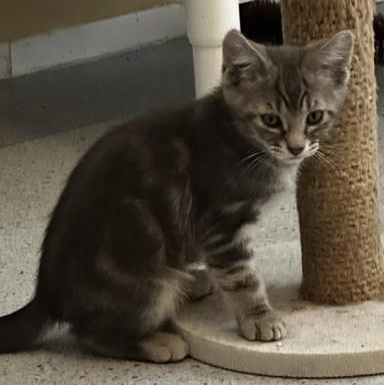 Frost - Handsome Little Kitten, ADOPTABLE, Kitten Male Tabby.