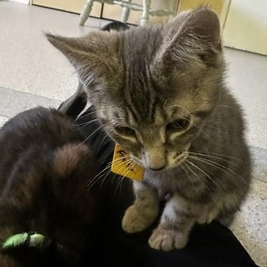 Enlarge Frost - Handsome Little Kitten, a ADOPTABLE Tabby in Hoquiam, WA image 2/6