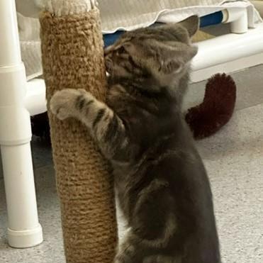 Enlarge Frost - Handsome Little Kitten, a ADOPTABLE Tabby in Hoquiam, WA image 5/6