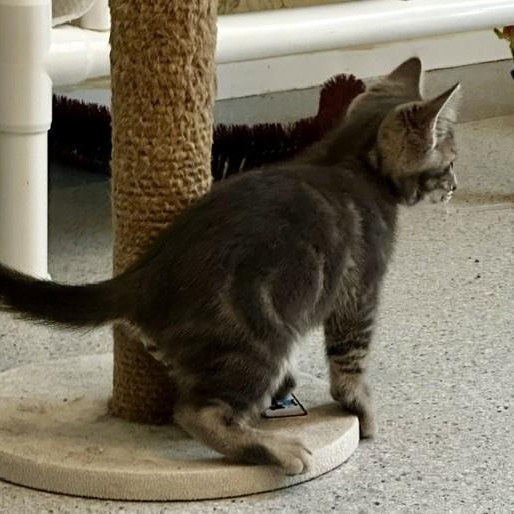 Enlarge Frost - Handsome Little Kitten, a ADOPTABLE Tabby in Hoquiam, WA image 6/6