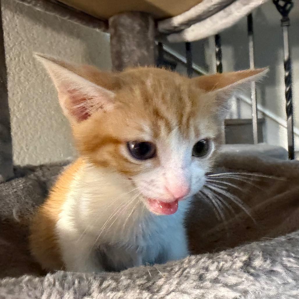 John, a Adoptable Domestic Short Hair in Flower Mound, TX image 1/6