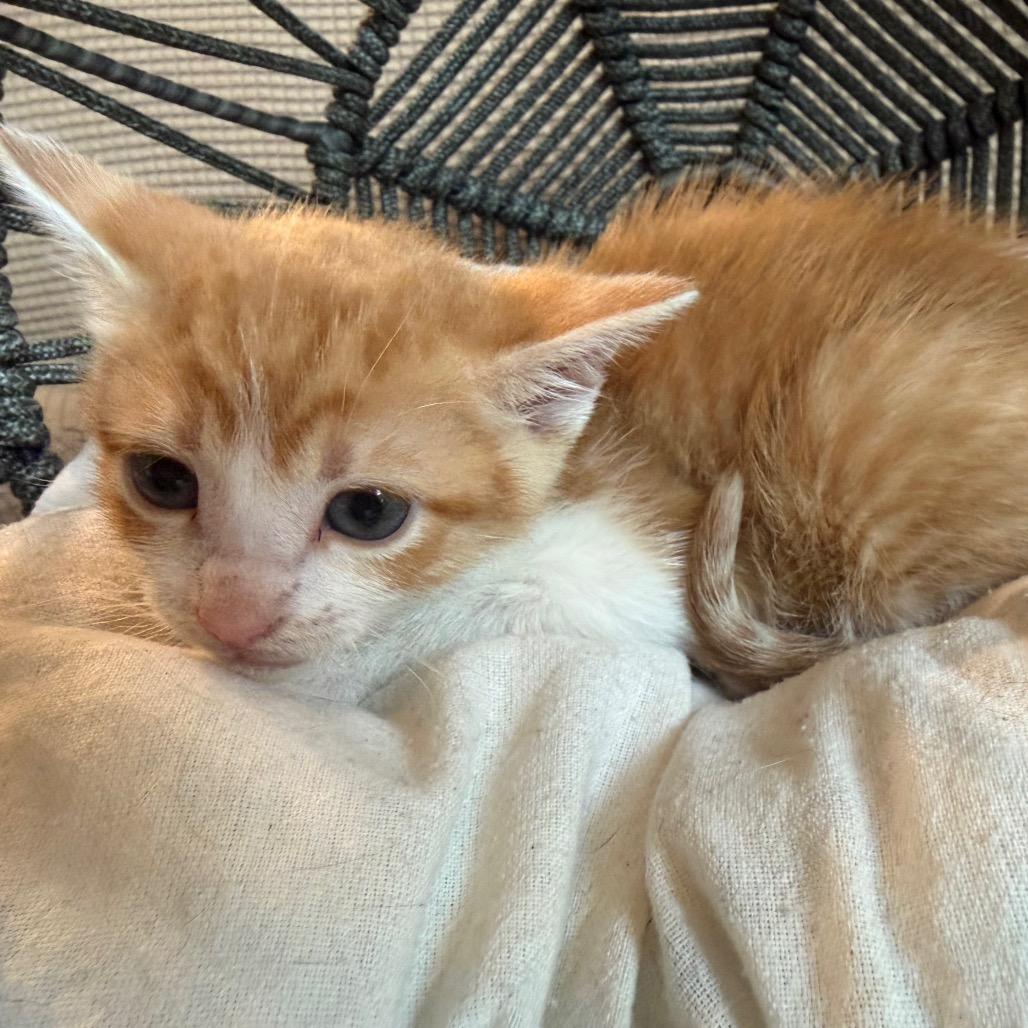 John, a Adoptable Domestic Short Hair in Flower Mound, TX image 2/6
