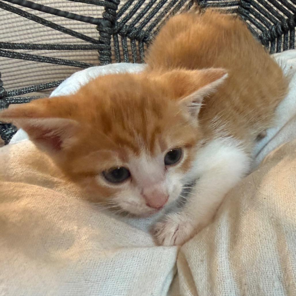 John, a Adoptable Domestic Short Hair in Flower Mound, TX image 3/6