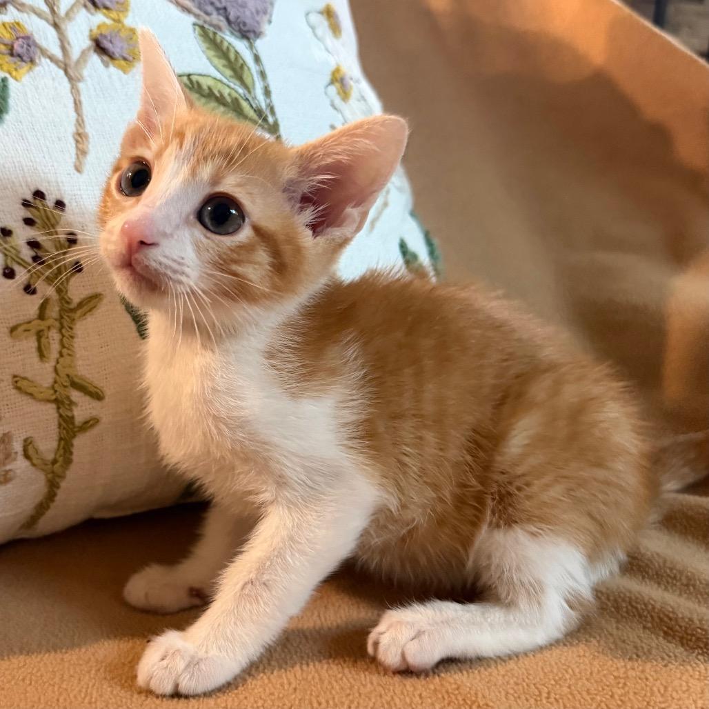 John, a Adoptable Domestic Short Hair in Flower Mound, TX image 4/6