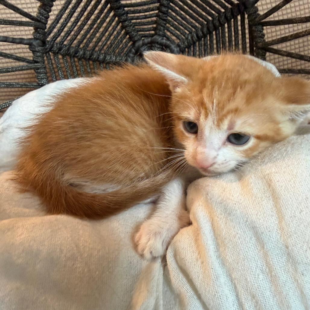 John, a Adoptable Domestic Short Hair in Flower Mound, TX image 5/6