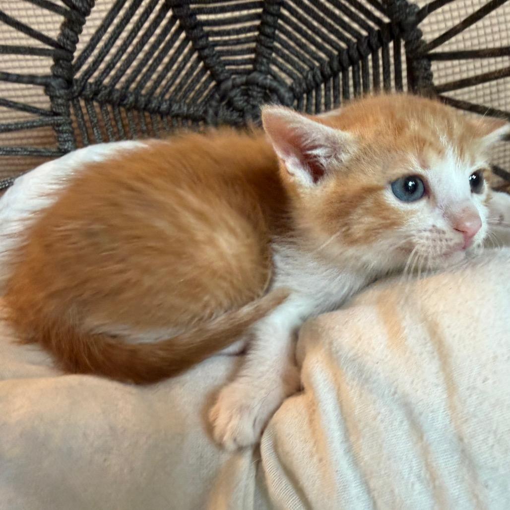 John, a Adoptable Domestic Short Hair in Flower Mound, TX image 6/6