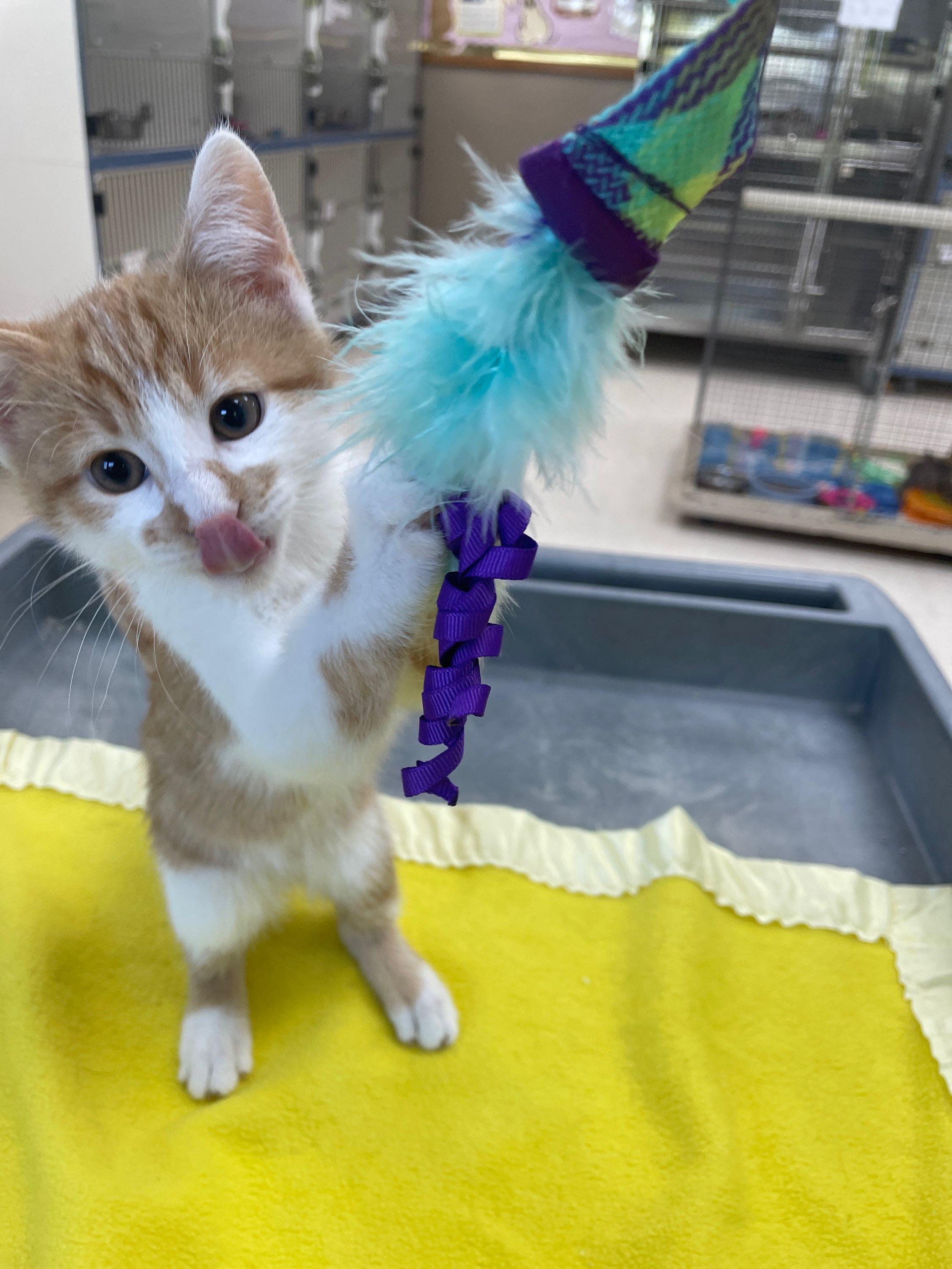 Reef, an adopted Domestic Short Hair in Neillsville, WI image 3/4