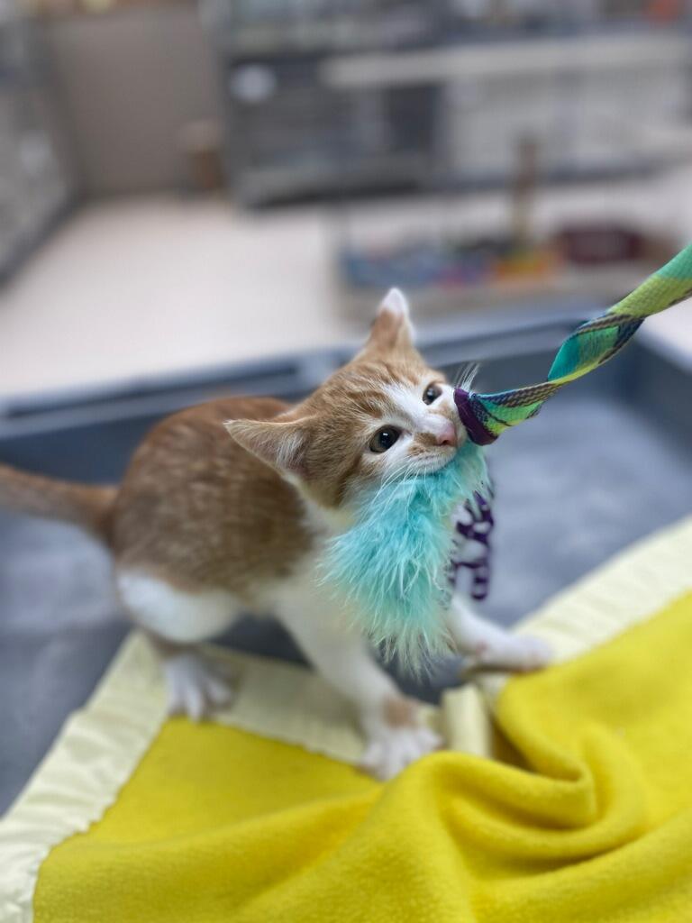Reef, an adopted Domestic Short Hair in Neillsville, WI image 1/4