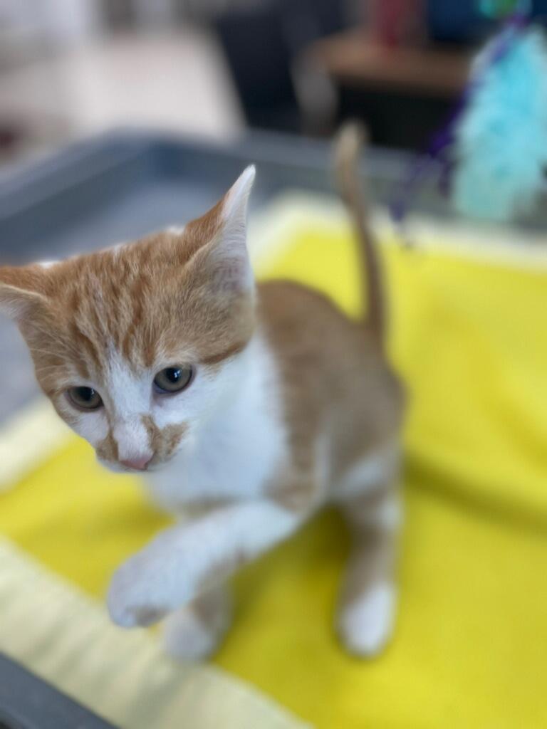 Reef, an adopted Domestic Short Hair in Neillsville, WI image 4/4