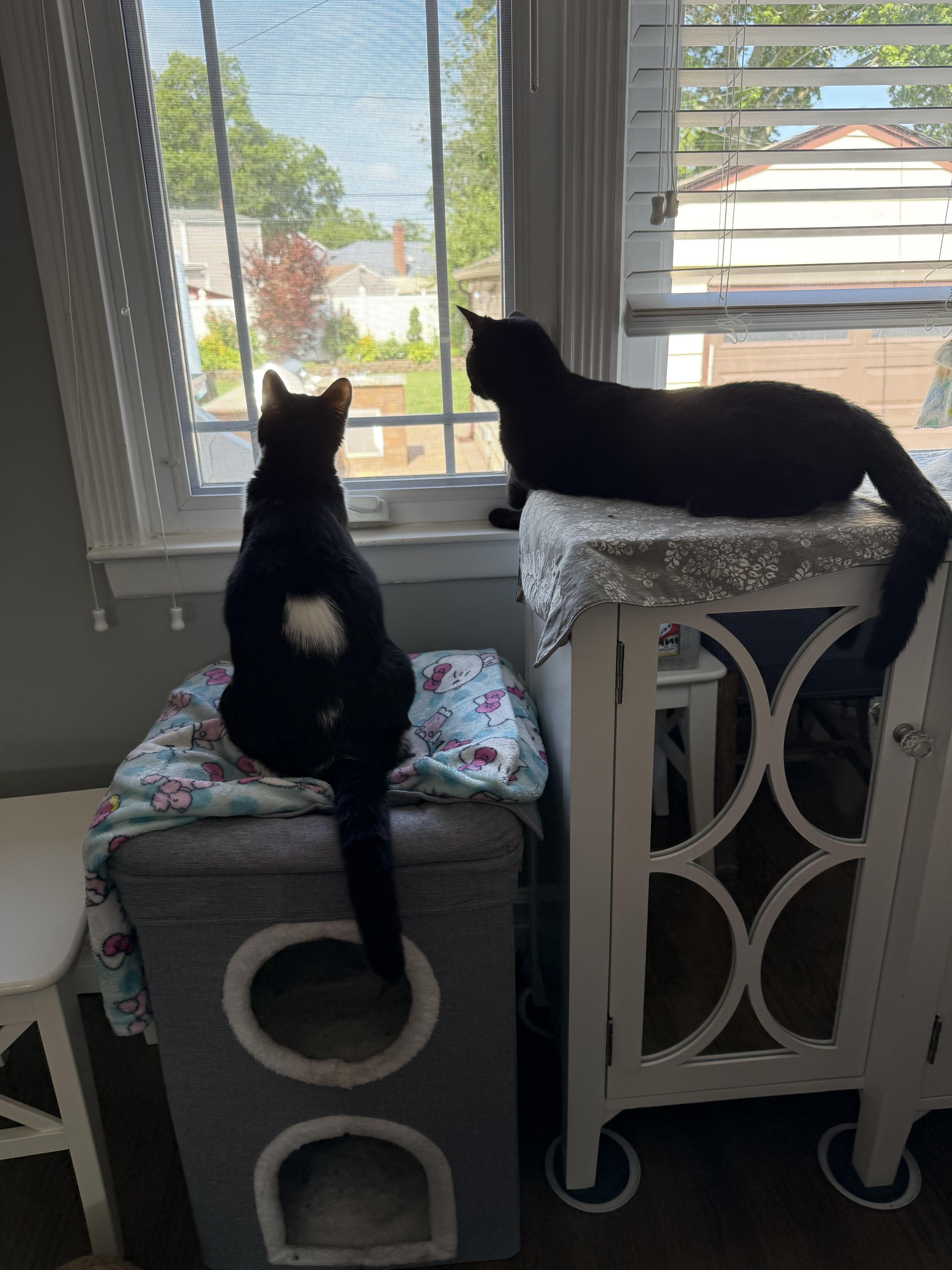 Jack-Jack, Adoptable, Kitten Male Domestic Short Hair.