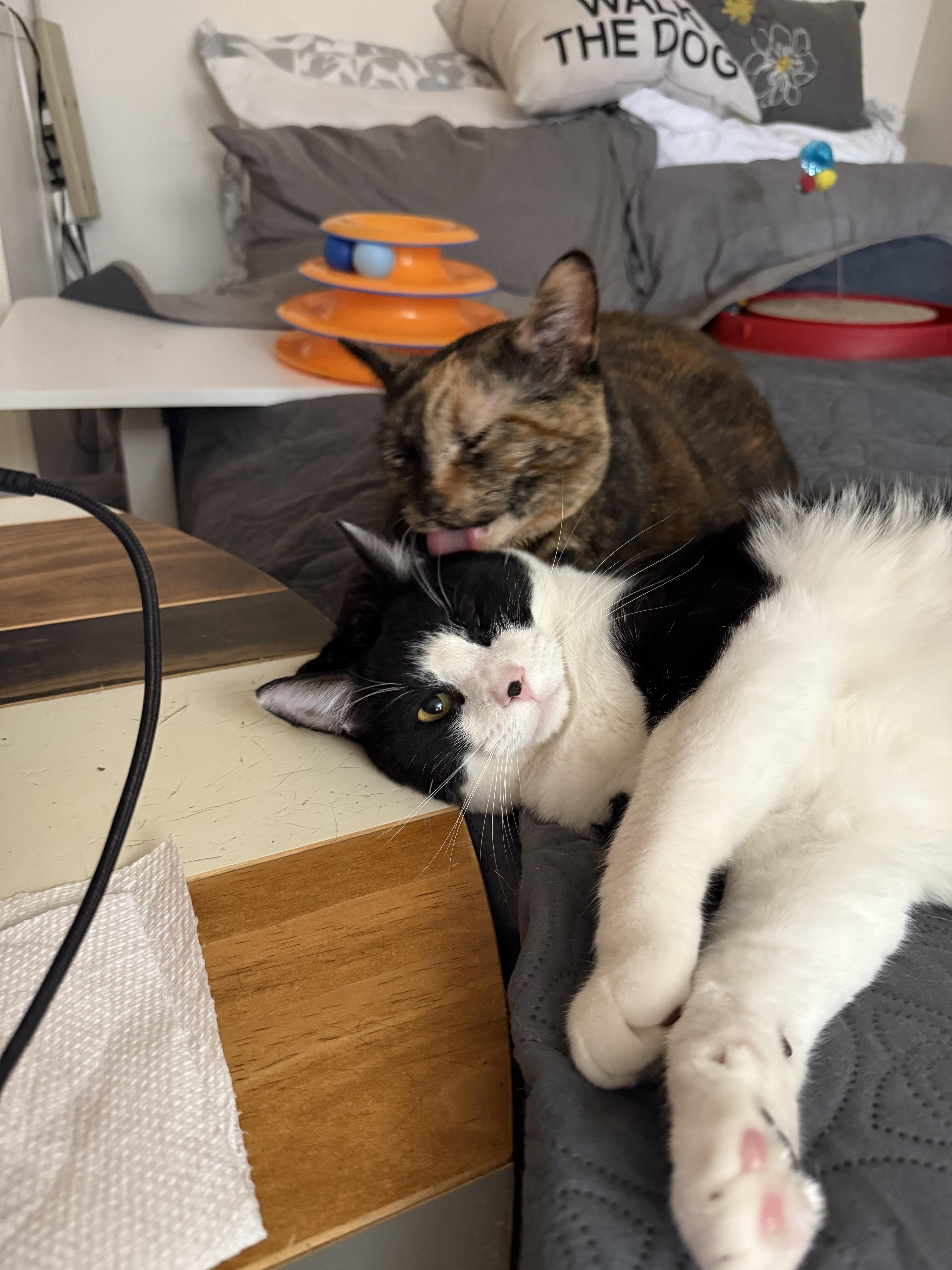 Enlarge Jack-Jack, a Adoptable Domestic Short Hair in Syosset, NY image 2/6