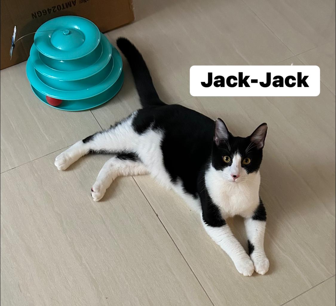 Jack-Jack, Baby Male Domestic Short Hair