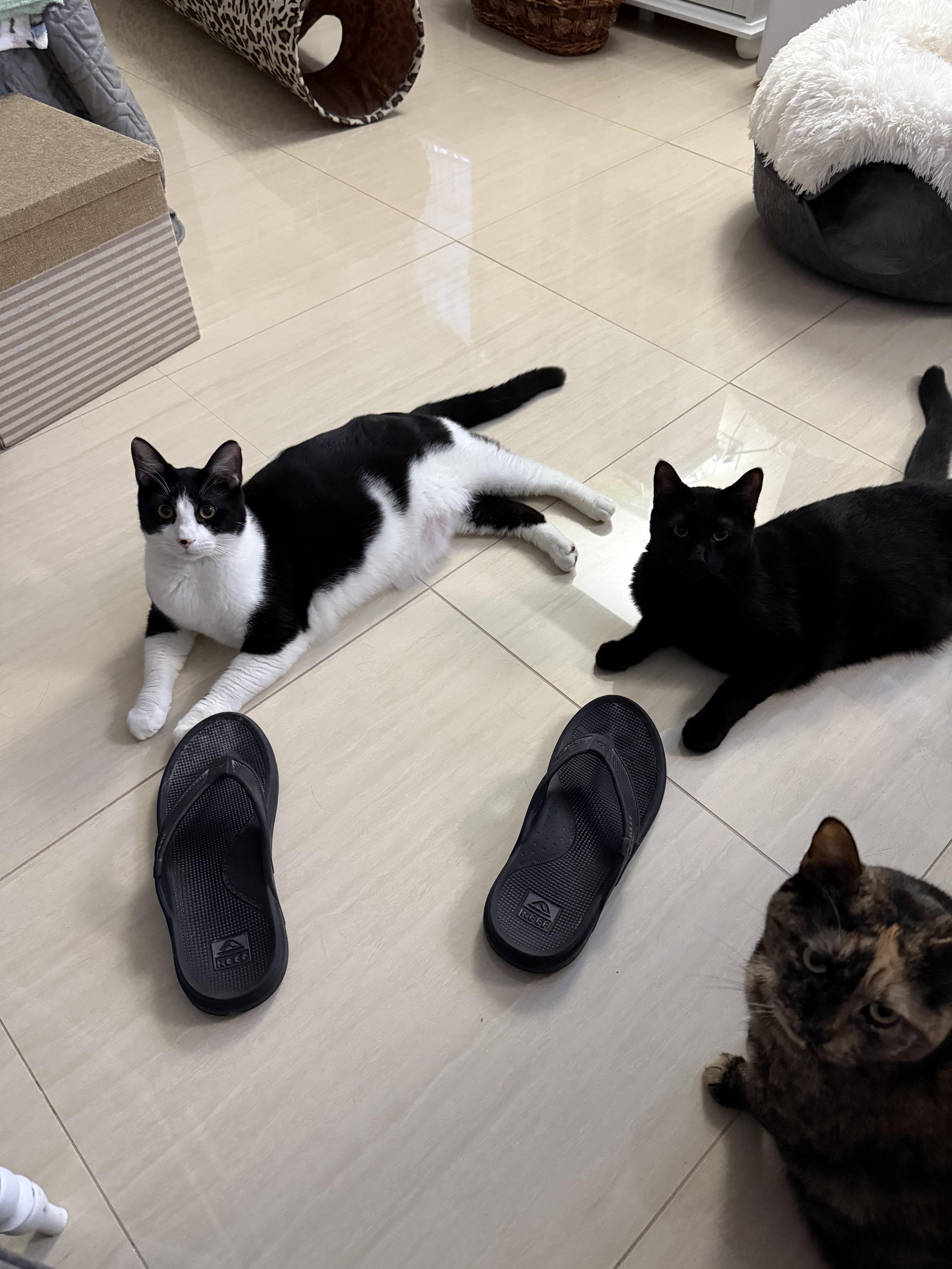 Enlarge Jack-Jack, a Adoptable Domestic Short Hair in Syosset, NY image 4/6