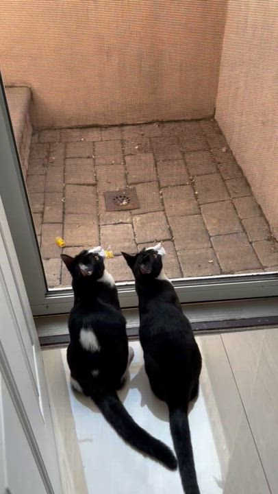 Enlarge Jack-Jack, a Adoptable Domestic Short Hair in Syosset, NY video 5/6