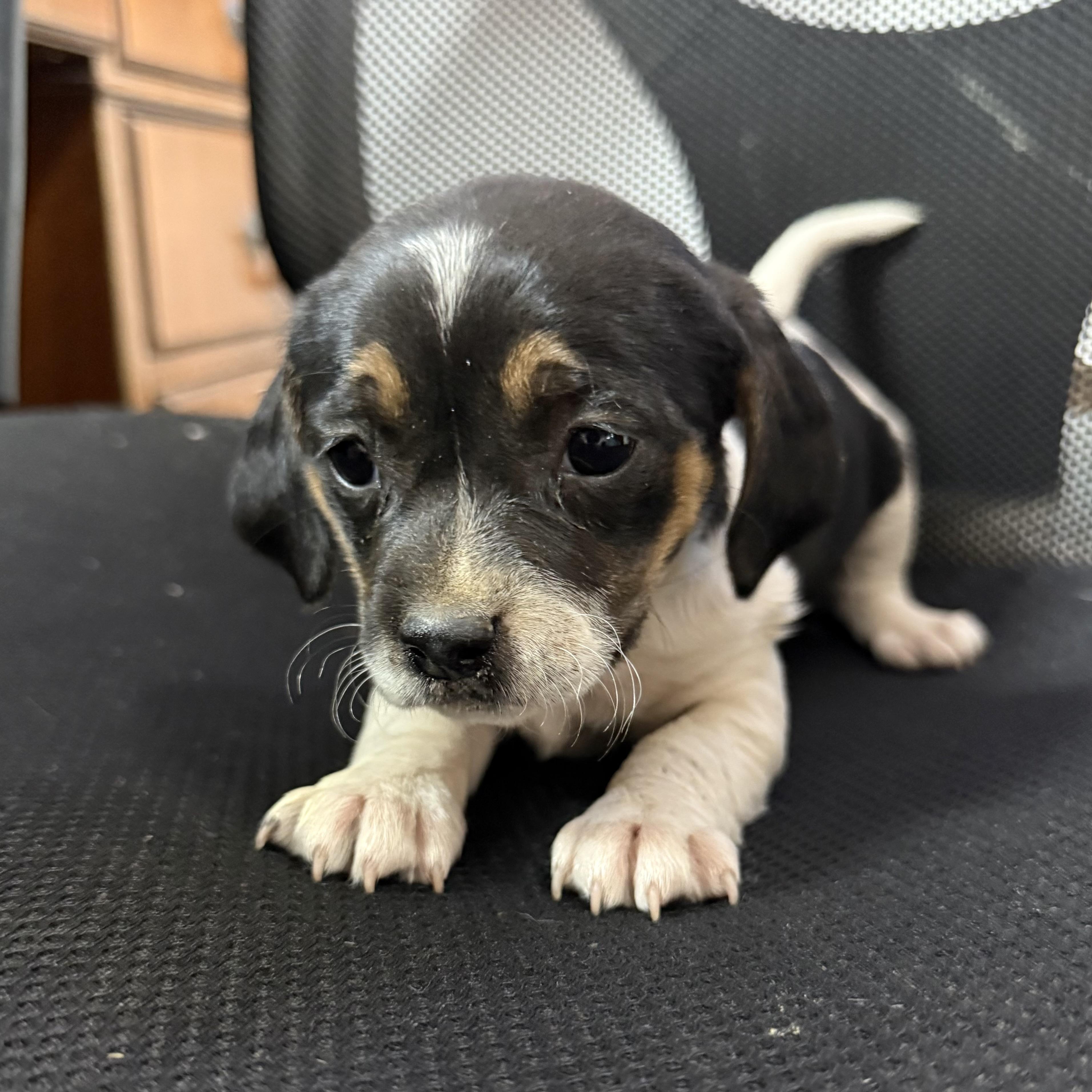 Enlarge Hot Honey Mustard, an adopted mixed breed in Pound, VA image 2/3