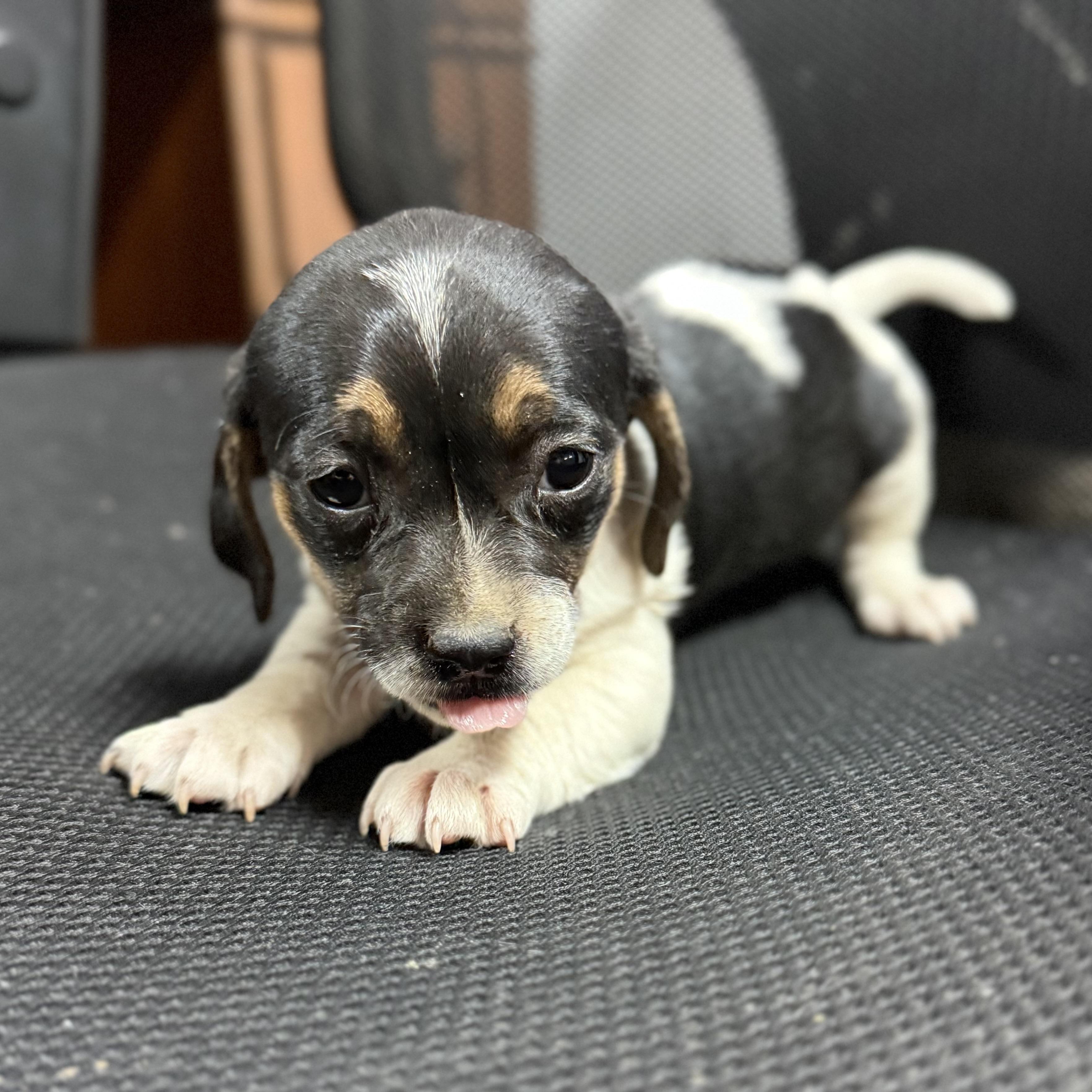 Enlarge Hot Honey Mustard, an adopted mixed breed in Pound, VA image 3/3