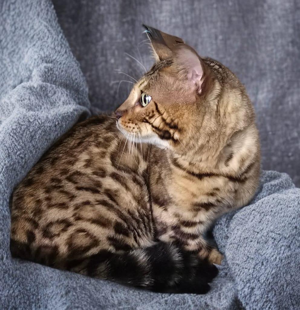 Enlarge Titan, an adopted Bengal in Orlando, FL image 3/5