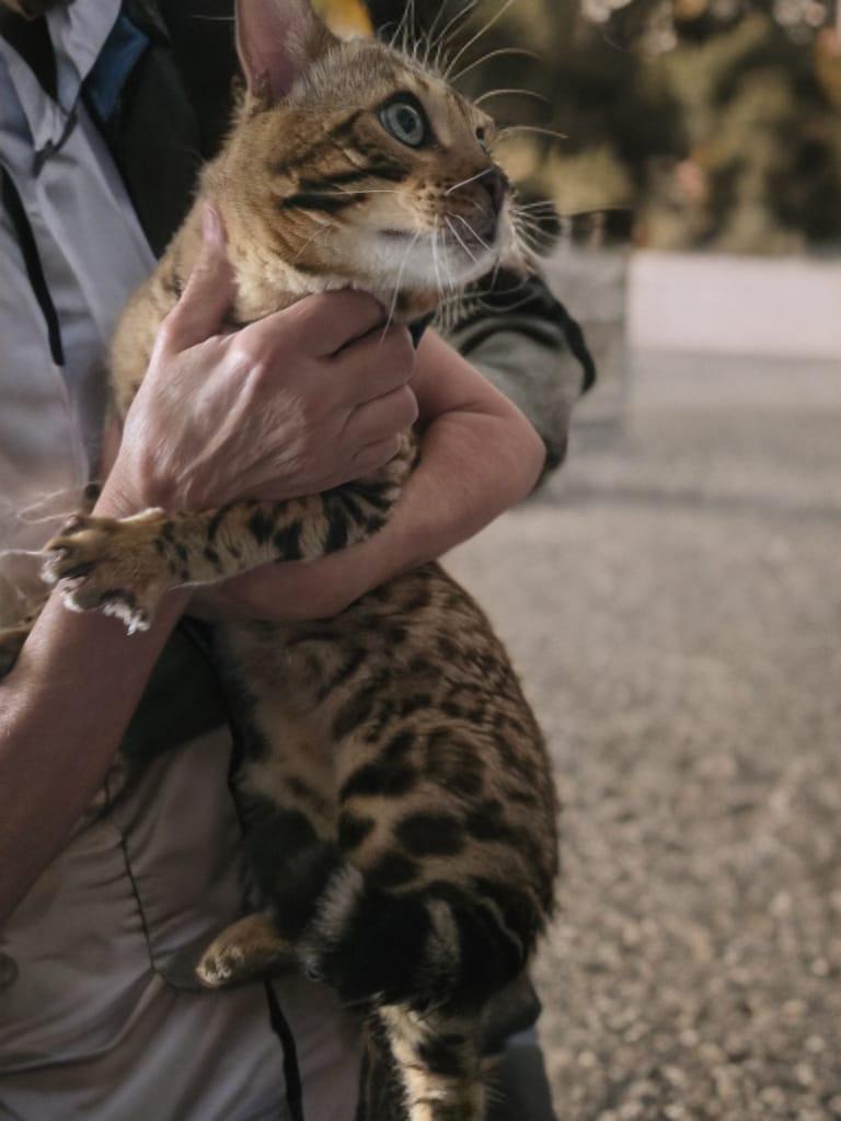 Enlarge Titan, an adopted Bengal in Orlando, FL image 5/5