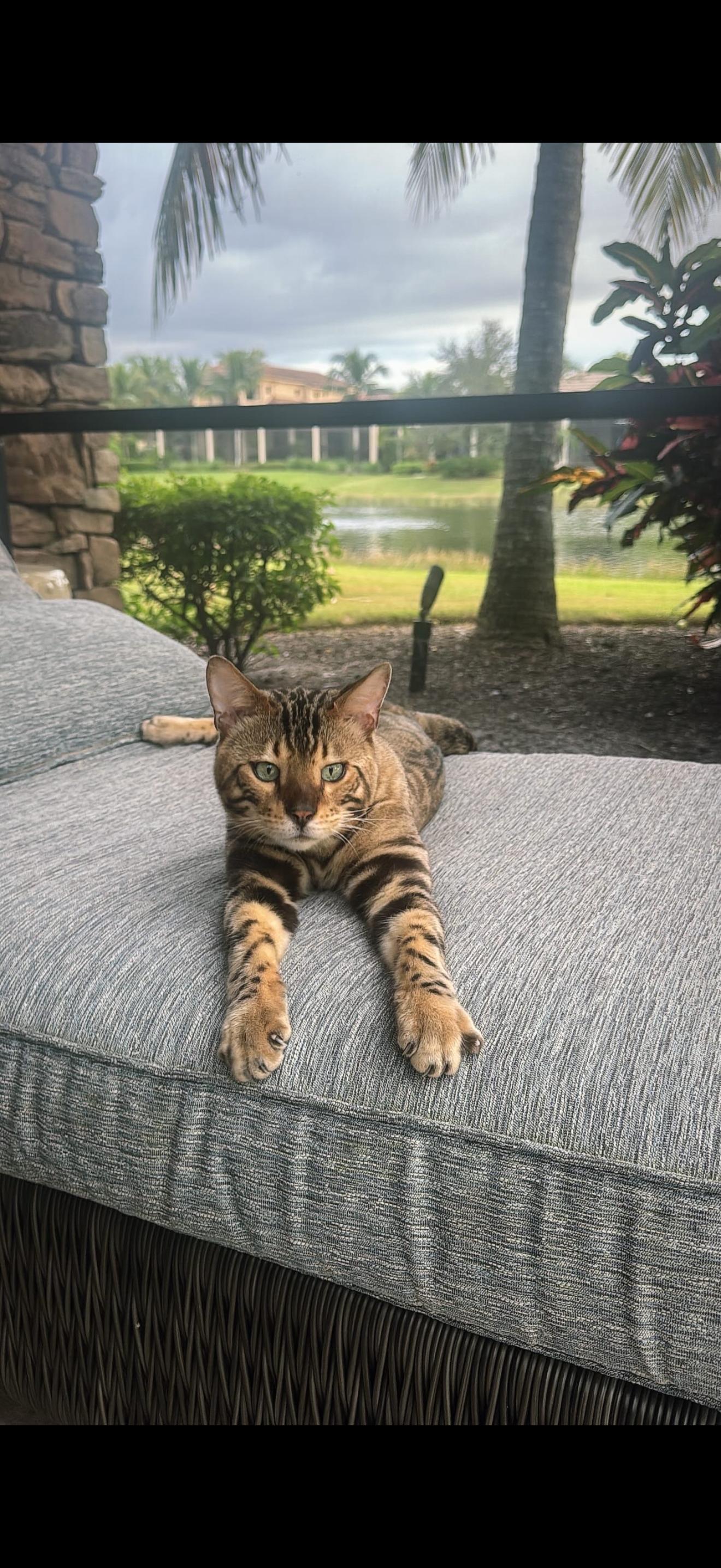 Enlarge Titan, an adopted Bengal in Orlando, FL image 2/5