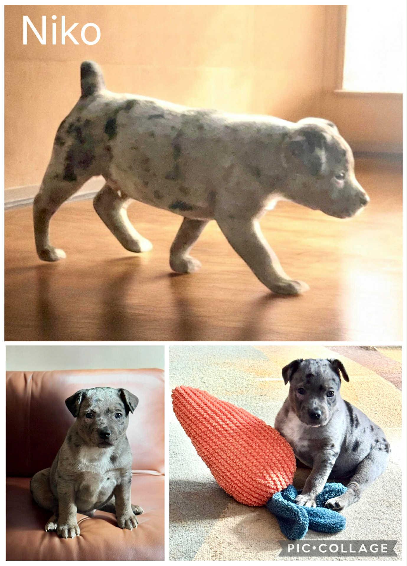 Niko, ADOPTABLE, Puppy Male Australian Cattle Dog / Blue Heeler.