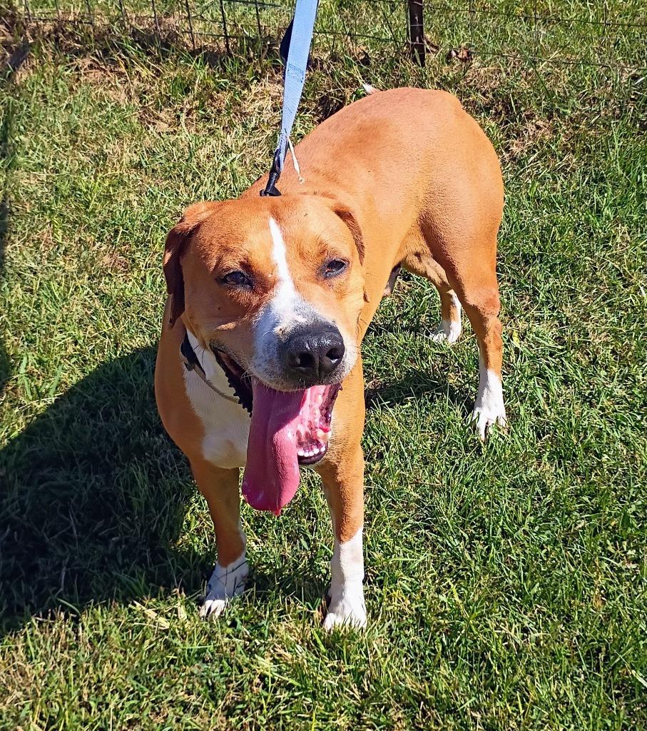 Enlarge Copper, a Adoptable mixed breed in Fond Du Lac, WI image 1/6