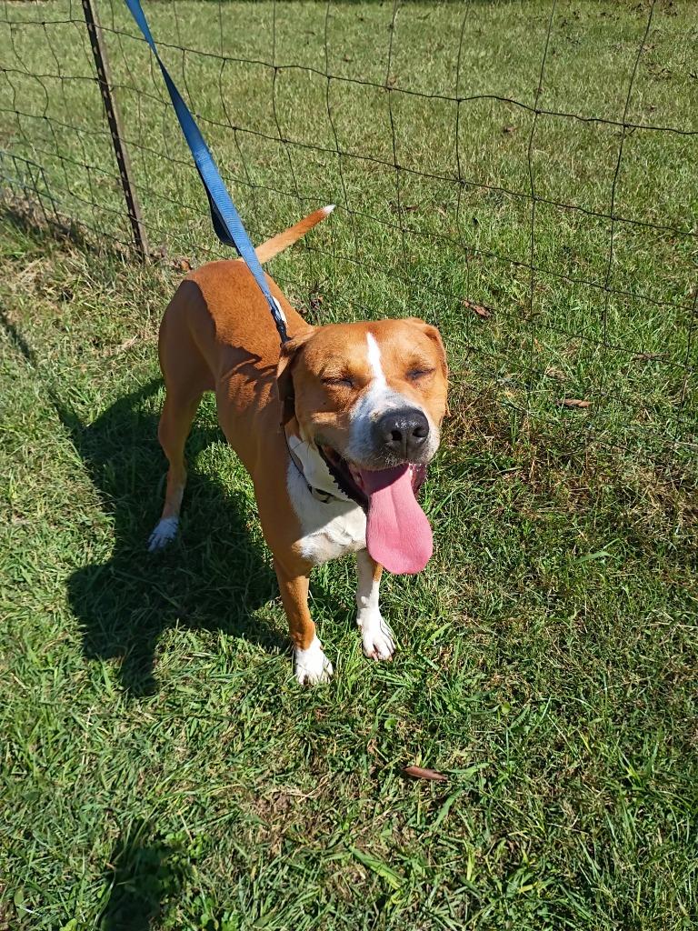 Enlarge Copper, a Adoptable mixed breed in Fond Du Lac, WI image 2/6