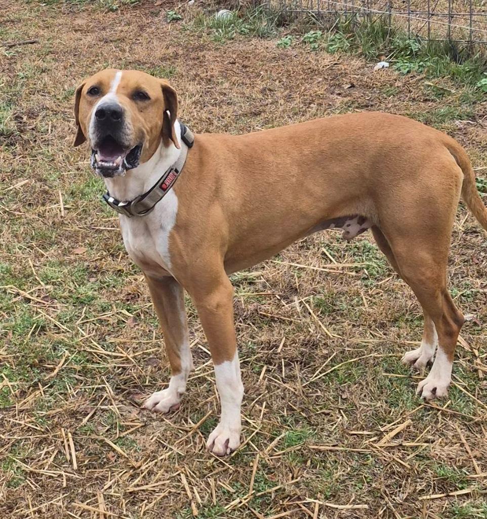 Enlarge Copper, a Adoptable mixed breed in Fond Du Lac, WI image 3/6