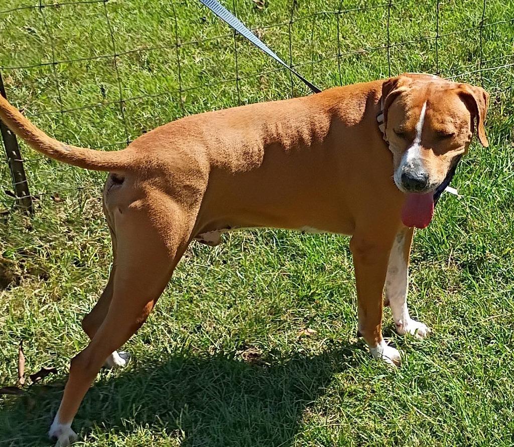 Enlarge Copper, a Adoptable mixed breed in Fond Du Lac, WI image 4/6