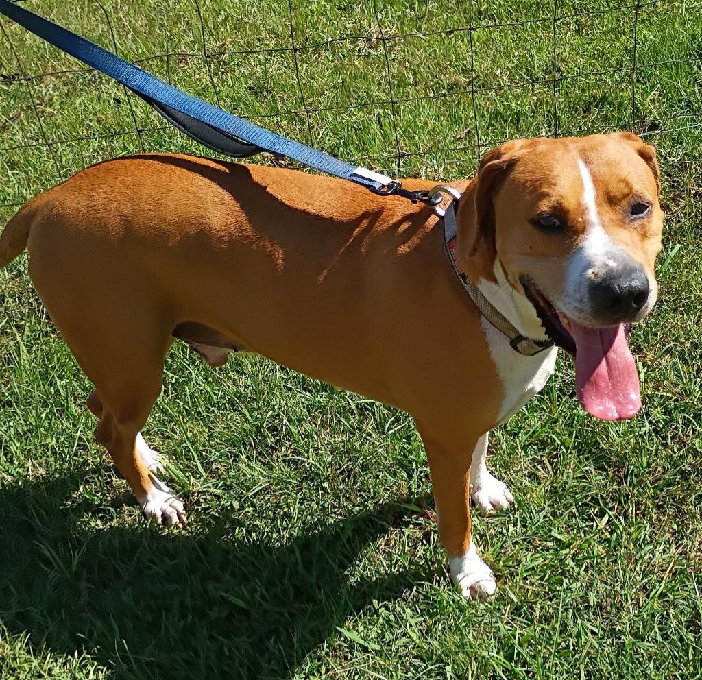 Enlarge Copper, a Adoptable mixed breed in Fond Du Lac, WI image 5/6