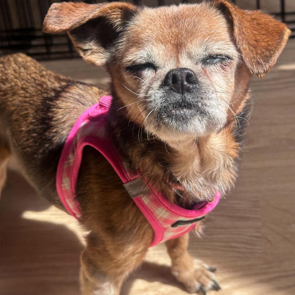 Feta 13936, Adoptable, Senior Female Chihuahua & Pug.