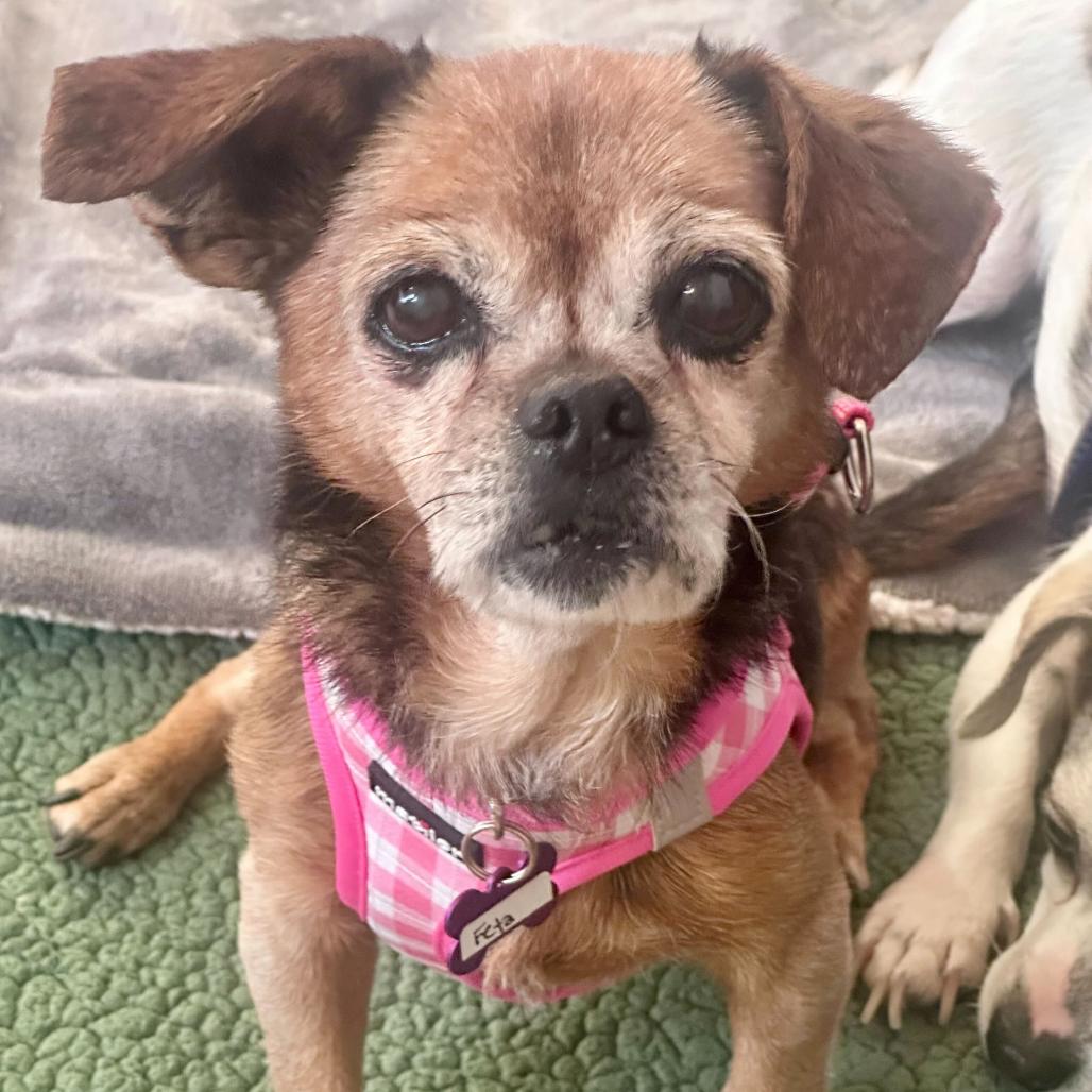 Enlarge Feta 13936, a Adoptable mixed breed in San Francisco, CA image 2/6